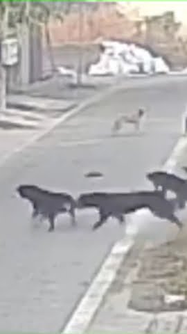 Beware: old women attacked by stray dogs, seriously injured - YouTube