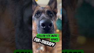 Furtherapy advice  #germanshepherd #viral #doglover #dog #gsd #trending #shorts #dogs #hack #yt