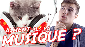 Comment les chats perçoivent la musique ?