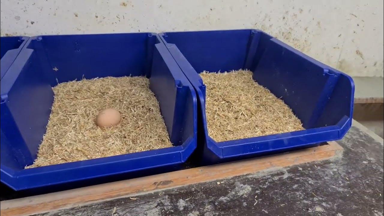 Beste Einstreu für Hühnerstall & Pferdebox Für Allergiker YouTube