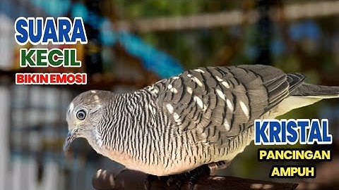 Perkutut Lokal Gacor Suara KRISTAL Pancingan paling ampuh Agar perkutut cepat Nyaut 