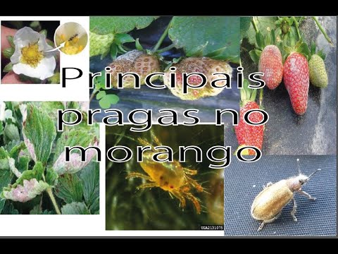 Vídeo: As principais pragas de morango e meios de lidar com elas