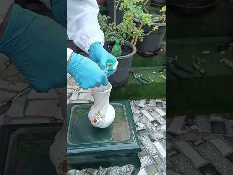 كيف احافظ على نضارة الورد لعشرة ايام