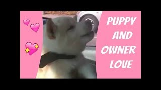 Puppy Dog Pals In Car Puppy And Owner Open Mouth Laughflash