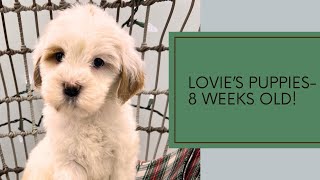 A Closer Look at Lovie's Puppies by Pine Lodge Labradoodles 150 views 5 months ago 3 minutes, 27 seconds