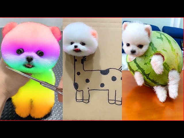 Funny and Cute Pomeranian ????#34 - YouTube