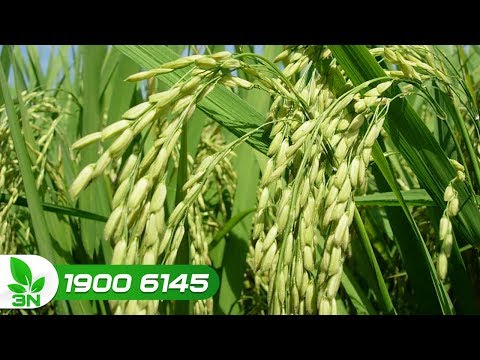 Lúa chuẩn bị trổ bông: Có nên bón phân?