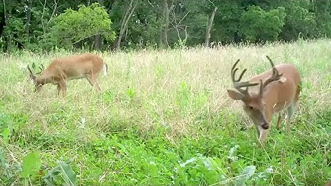 Put Your Deer Food Plots in the Right Location
