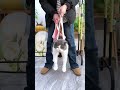 ✂️爪切り嫌い卒業！ペット用美容ハンモックが救世主だった #ペットケア