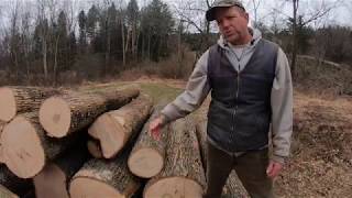 Salvaging Lumber From The Emerald Ash Borer