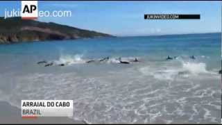 Raw Video: Mass Dolphin Rescue Off Rio Coast