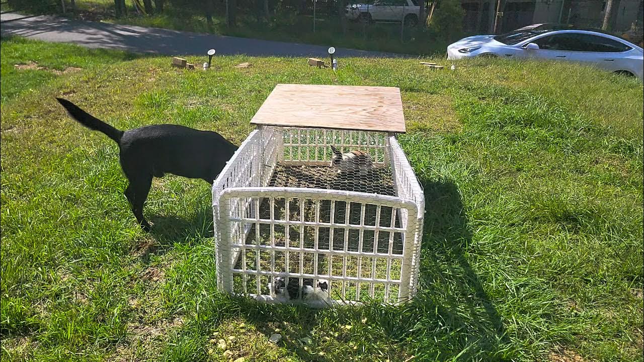 Labrador retriever Chase playing with rabbits YouTube