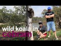 Rare encounter with a wild KOALA | a koala walking on the ground in Cobram | Patting a wild koala