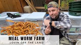 HOW MUCH TIME DOES IT REALLY TAKE? // MEALWORM FARM
