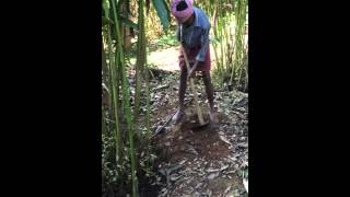 Indus Organics cardamom farmers in Kerala, India