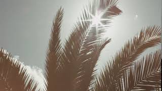 BBT SUMMER PALMS