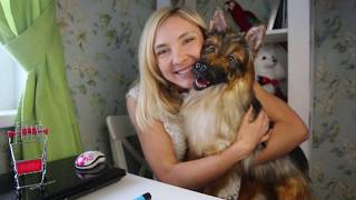 Немецкая овчарка, реалистичная подвижная мягкая игрушка/German shepherd - realistic toy Немецкая овчарка, реалистичная подвижная мягкая игрушка/German shepherd - realistic toy