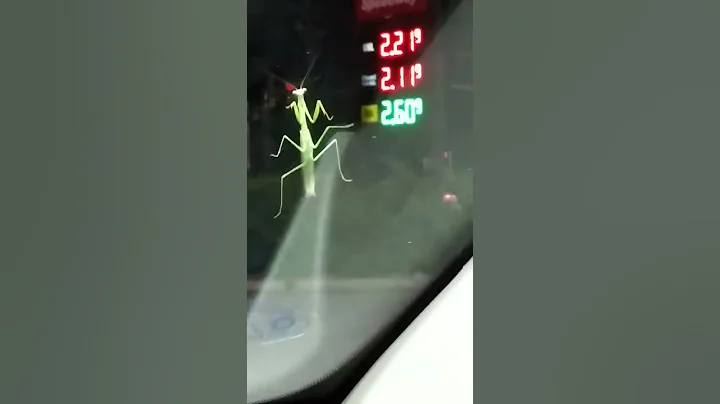 Praying mantis disco