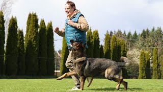 Building Harmony Through Obedience | Kraftwerk K9 German Shepherds