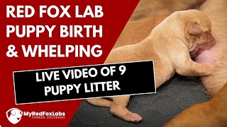 Red Fox Lab Puppy Birth / Dog Whelping - 9 Puppy Litter (2022)