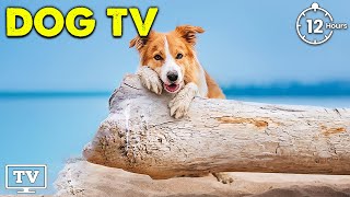 Dog TV & Music Anti Anxiety: Videos to Prevent Boredom Busting with Music for Dogs, stress relief
