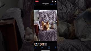 Opción de iOS17 para identificar  mascotas screenshot 5