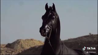 حالات واتس خيل  Black horse  black beauty حصان عربي اسود اصيل #horse #shorts #reals #حصان_عربي_اصيل