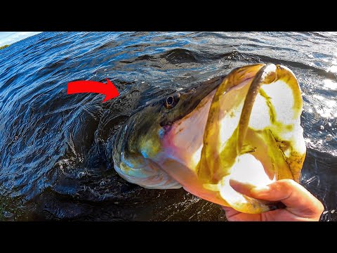 People FISH Their WHOLE LIFE For A Fish Like THIS