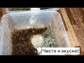 Часть 2|Уборка в контейнерах у улиток|Вновь кормлю морковкой и тыквой