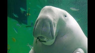 Facts: The Dugong