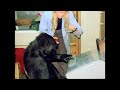 Koko&#39;s Talking Teletype (1977-79)