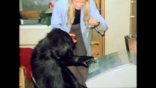 Koko&#39;s Talking Teletype (1977-79)