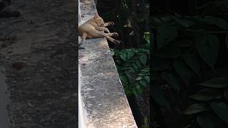 Dimag M Sharat Kyo Nhi Aa Rhi Reels