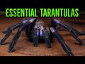 Top 10 MUST HAVE Tarantulas - YOU Need These BIG Spiders!