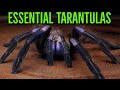 The ULTIMATE Tarantula Wishlist – 10 Species You Can’t Miss!