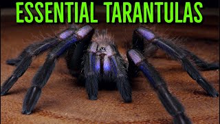 MUST HAVE Tarantulas  YOU Need These BIG Spiders!