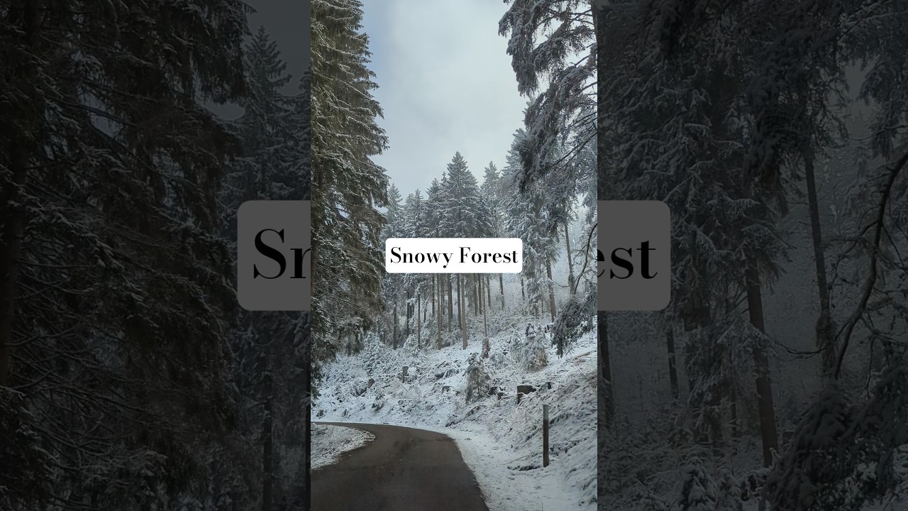 📍Black Forest, Germany