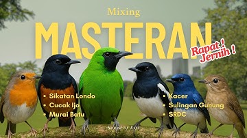 MASTERAN JERNIH, RAPET, & NEMBAK !!! Sikatan Londo, Cucak Ijo, Murai Batu, Tledekan, Srdc