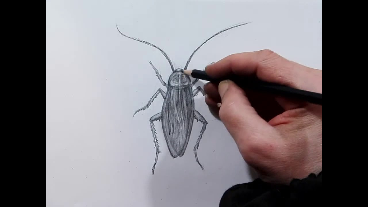 Таракан рисовать поэтапно