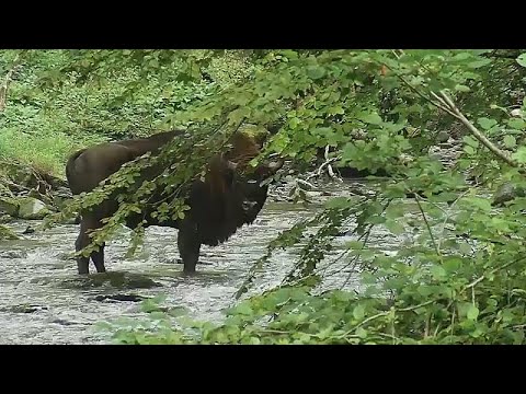 Video: Werden Bisons aussterben?