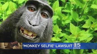 Federal Appeals Court Hears Copyright Case Over Monkey Selfies Emily Turner reports on attorneys arguing whether man or monkey owns rights to primate selfies (7-12-2017), From YouTubeVideos