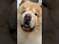 The way he moves 😍 Video by @casper_thechow 🐶 #dog #pets #chowchow #chowchowdog #puppylove #puppy