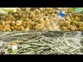 iffco nano urea and nano dap uses, dosage for crops
