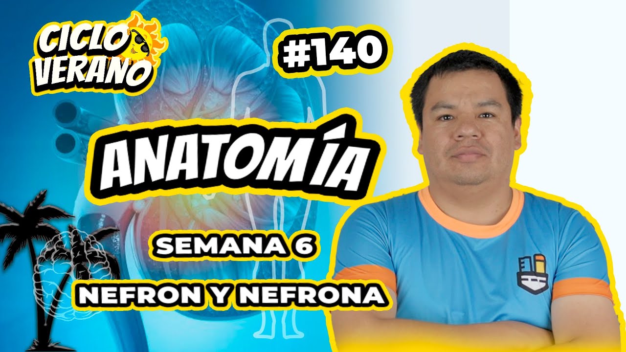 140 - VERANO - SEMANA 6 - ANATOMÍA NEFRON Y NEFRONA - 15/02/2024