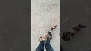 Pisilerim 💚💚 Resimi