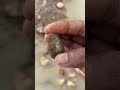 Found a unique stone worth $999 in the forest river again!!!