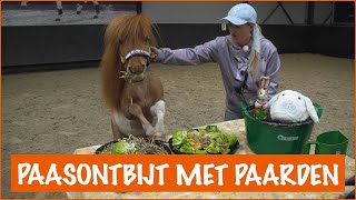 Steigerende Shetlander bij het paasontbijt?! + WINACTIE | PaardenpraatTV