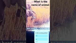 All Elephant Ka Instagram