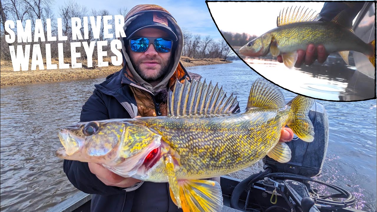 Catching a TON of Spring Walleyes in SMALL River! 