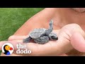 Family Comes Across Tiny Sea Turtle Eggs, See What Happens When They Hatch! | The Dodo